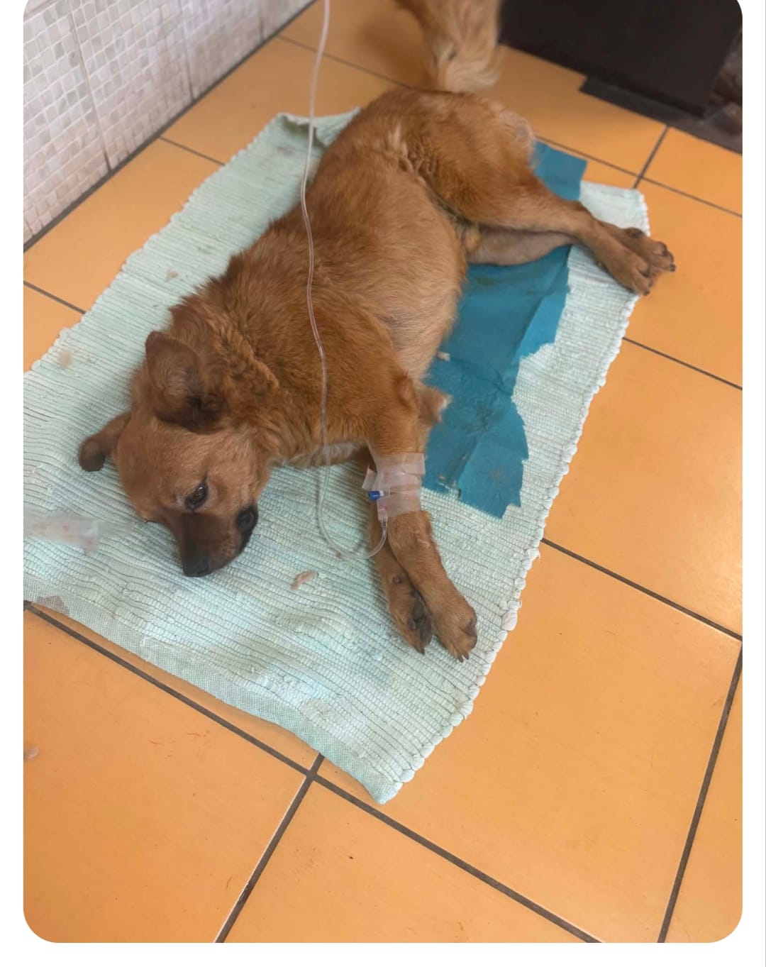 Grauer Pitbull / Weimaraner auf Tierarzttisch - Datei: Alfred Bild.jpg